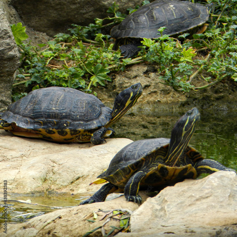 the wild turtles of the pond of my city the wild turtles of the pond of my city