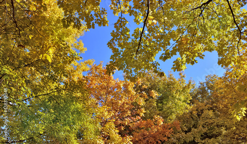 beautiful and colorful foliage of various trees on blur sky in autumn.