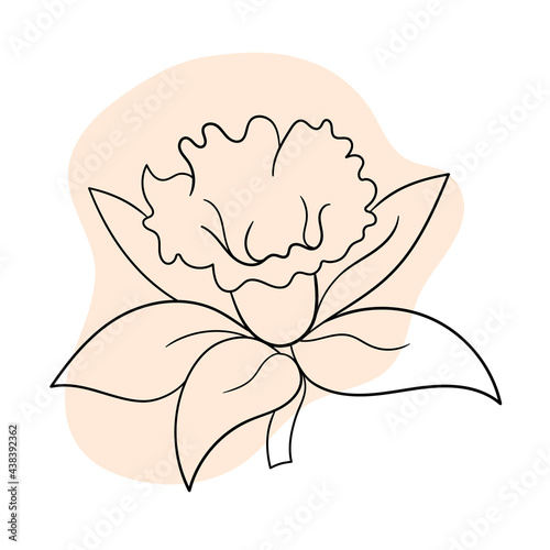 Vector line black illustration graphics flower daffodil with colors stains
