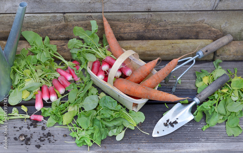 fresh carrots and radishes in a little basket with leaf cut    put on a plank...