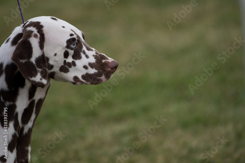 Dalmatian in profile