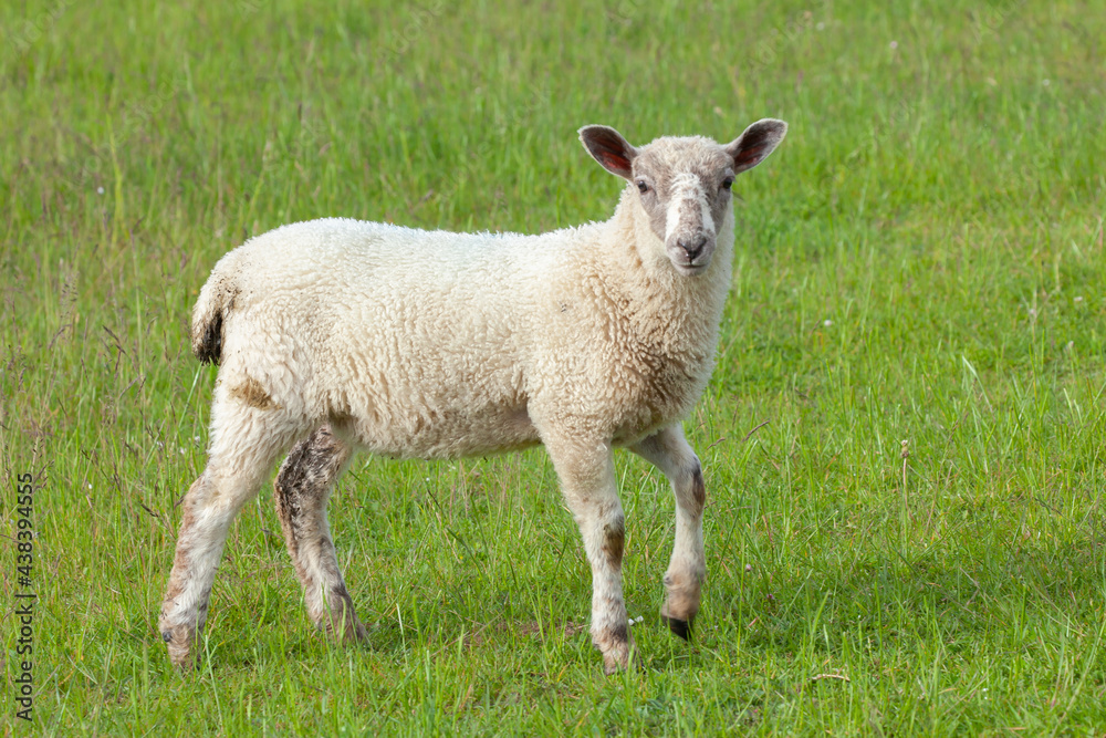 Lamb close up in grass field side view Lamb close up in grass field side view