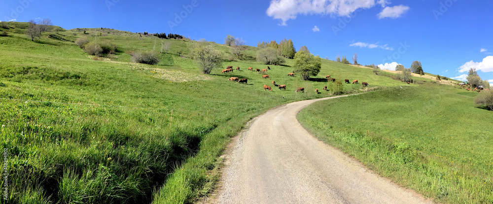ural road crossing pasture with cows in french alps ural road crossing pasture with cows in french alps