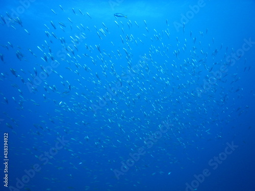 伊豆の海でダイビング中に見かけた縞模様の背中のイサキの群れ