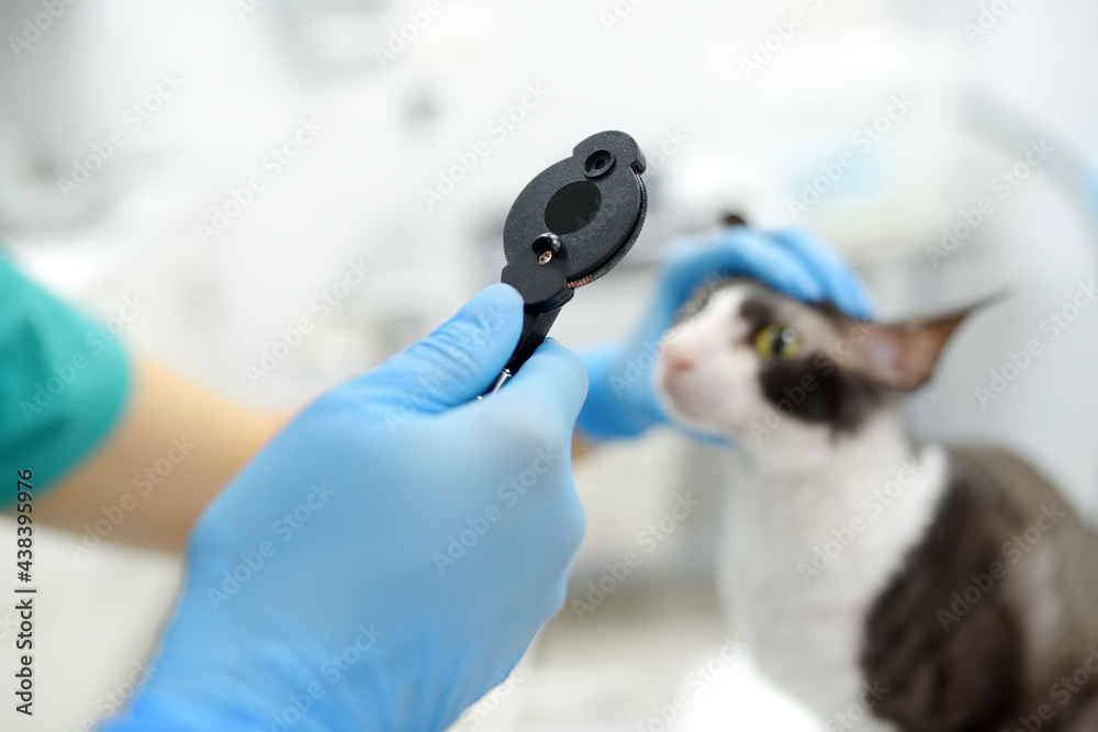 Veterinarian doctor checks eyesight of a cat of the breed Cornish Rex in a veterinary clinic. Health of pet. Care animal. Pet checkup, tests and vaccination Veterinarian doctor checks eyesight of a cat of the breed Cornish Rex in a veterinary clinic. Health of pet. Care animal. Pet checkup, tests and vaccination