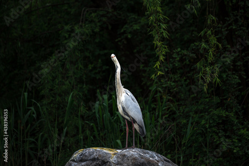 Full body portrait of gorgeous stork stays on rock, his claws. Warm pastel tones leaves background. Beautiful posture of crane bird during golden hour. Wild animals searching for prey, hunting in pond