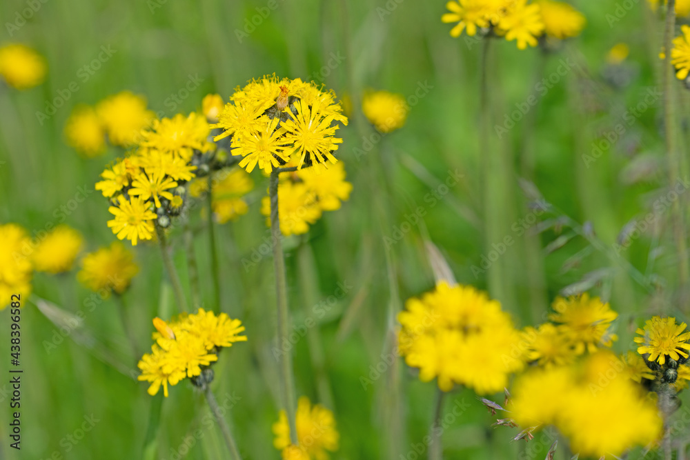 Blühendes Habichtskraut, Hieracium, im Frühling Blühendes Habichtskraut, Hieracium, im Frühling