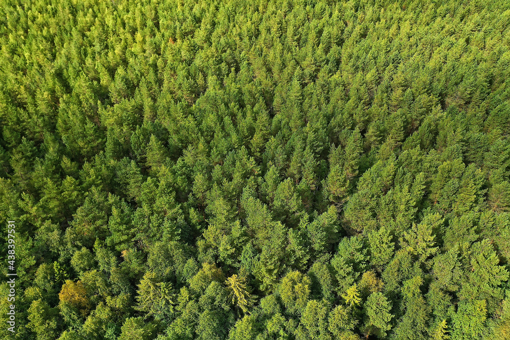 summer forest top view drone, background green trees panorama landscape