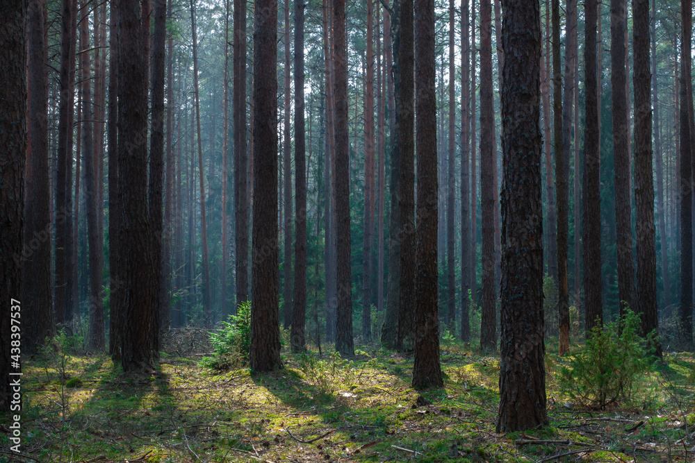 Obraz premium Foggy summer pine forest landscape in the morning