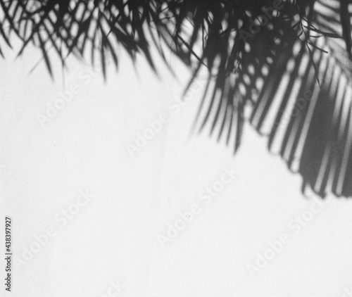 Abstract gray shadow background of palm leaves, black and white monochrome tone