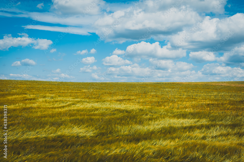 Fototapeta premium field of wheat in the summer with white clouds on the blue sky in the background