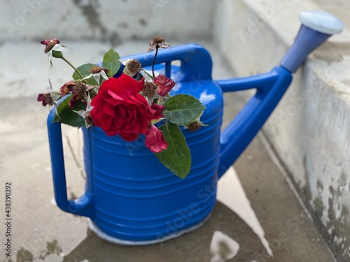 flowers in watering can