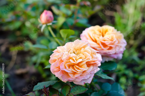 Image of large flower of a yellow-pink rose with green leaves.