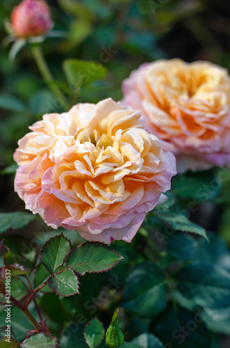 Image of large flower of a yellow-pink rose with green leaves.