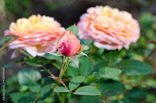 Image of large flower of a yellow-pink rose with green leaves.