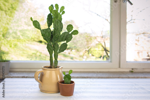 Cactus in a pot at home by the window, colection of .Opuntia cactus in a pot. Cute young succulent cactus and big one.
