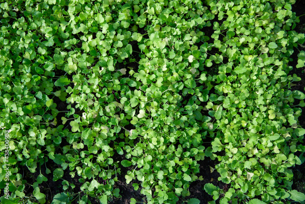 Green manure, siderates. Fodder radish sprouts grow in vegetable garden bed. Organic fertilizer. Green manure, siderates. Fodder radish sprouts grow in vegetable garden bed. Organic fertilizer.
