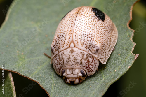 macro of a leaf beetle © Ash Powell