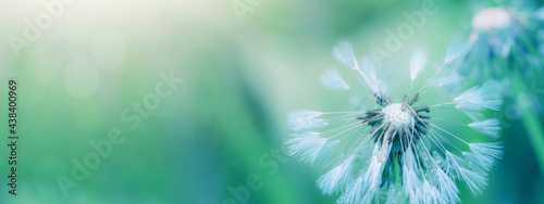 Beautiful close up of blowball dandelion in nature in spring summer morning  with bokeh and blue turquoise green background banner panorama
