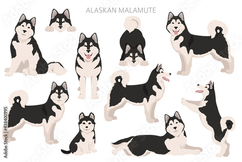 Alaskan malamute all colours clipart. Different coat colors and poses set photo