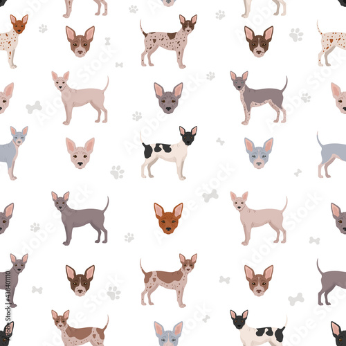American hairless terrier all colours semless pattern. Different coat colors and poses set.