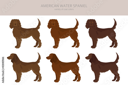 American water spaniel all colours clipart. Different coat colors and poses set photo