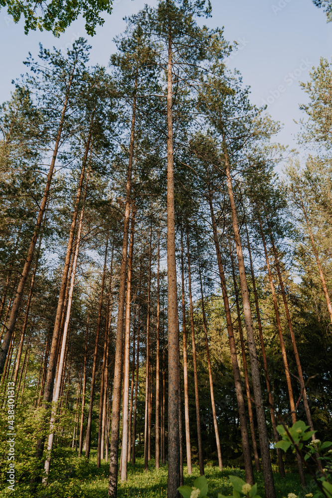 Beautiful landscape of a pine forest illuminated by sunlight in the north-west of Russia at sunset. Tall pine trees growing in the woods. Forest landscape in the summer. Beautiful landscape of a pine forest illuminated by sunlight in the north-west of Russia at sunset. Tall pine trees growing in the woods. Forest landscape in the summer.