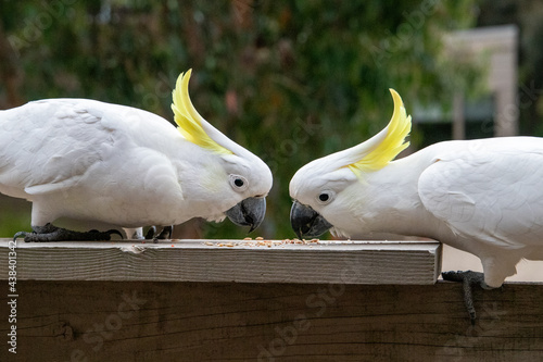 Pair of cockatoos eating bird seed photo