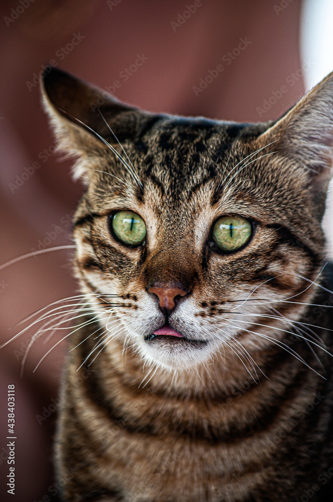 Close-up portrait tabby cat of green-eyed . homeless tabby cat with green eyes on the beach. vertical photo. cat shows tongue
