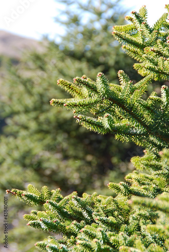 ABIES PINSAPO, ABETO ESPAÑOL photo