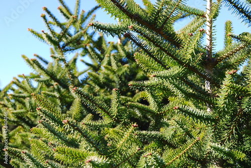 ABIES PINSAPO, ABETO ESPAÑOL photo
