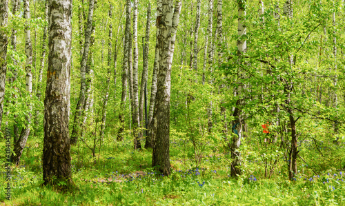 Beautiful summer landscape. Park with birches. There are beautiful  tall birches in the forest
