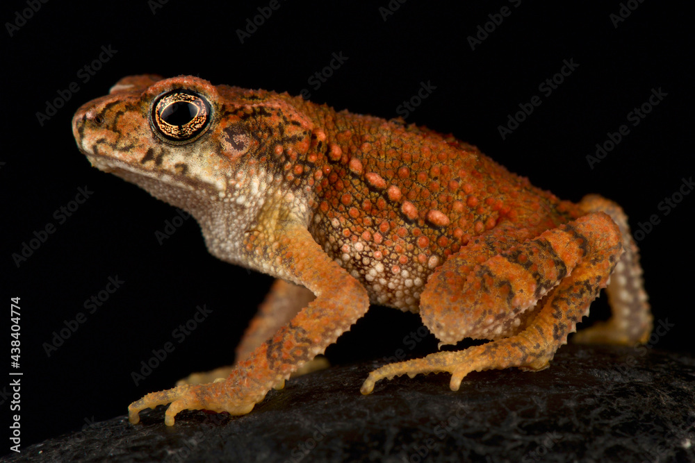 Lesser dwarf toad (Ingerophrynus parvus) Lesser dwarf toad (Ingerophrynus parvus)