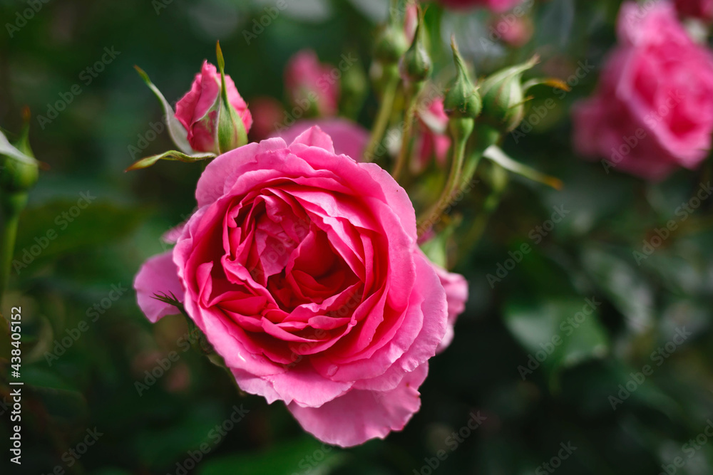 bush of fresh juicy spring pink roses, shot close-up bush of fresh juicy spring pink roses, shot close-up