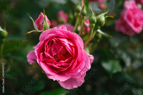bush of fresh juicy spring pink roses  shot close-up