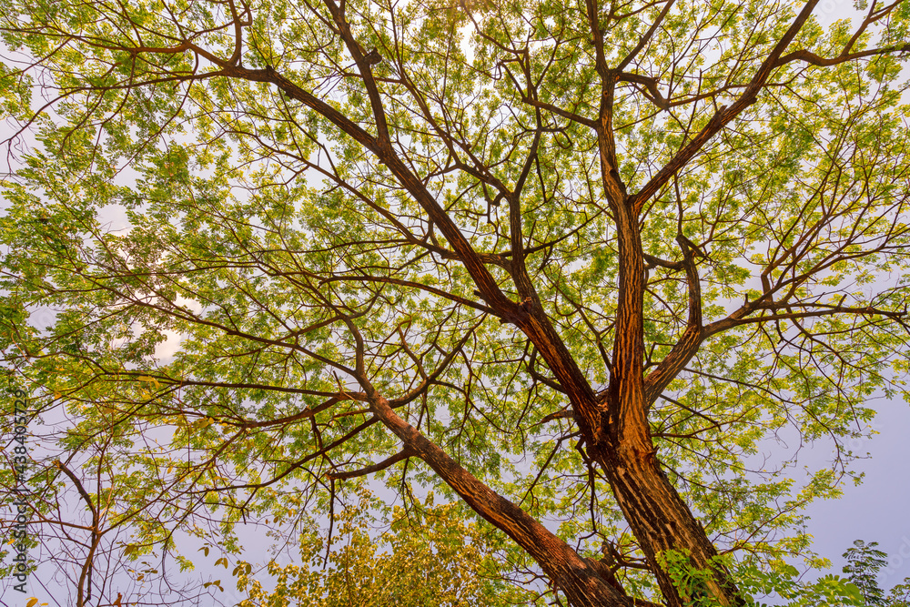 Yellow Tree or background for spring and summer season Yellow Tree or background for spring and summer season