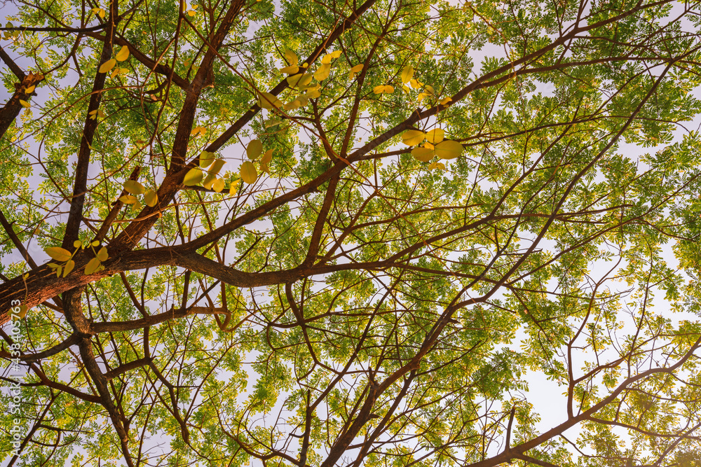 Fototapeta premium Yellow Tree or background for spring and summer season