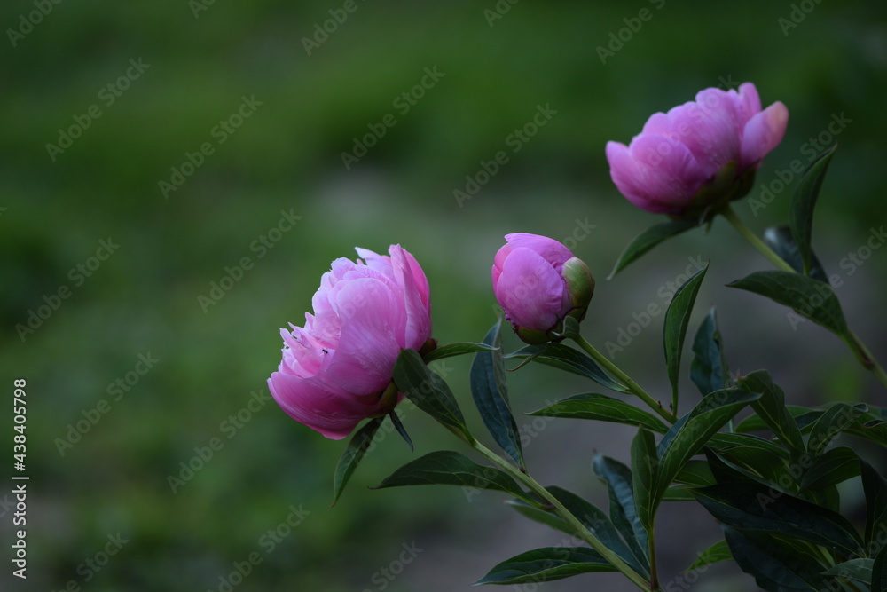 Pink peonies in garden, background with flowers. Pink peonies in garden, background with flowers.