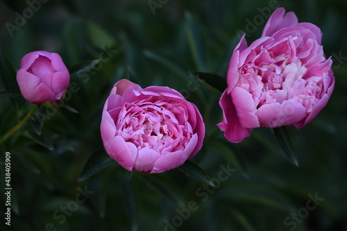Fototapeta Naklejka Na Ścianę i Meble -  Blooming pink peonies, flowers and bud.