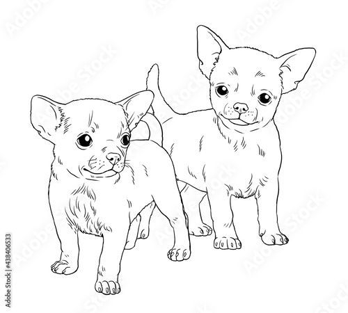 Photography Chihuahua puppy
