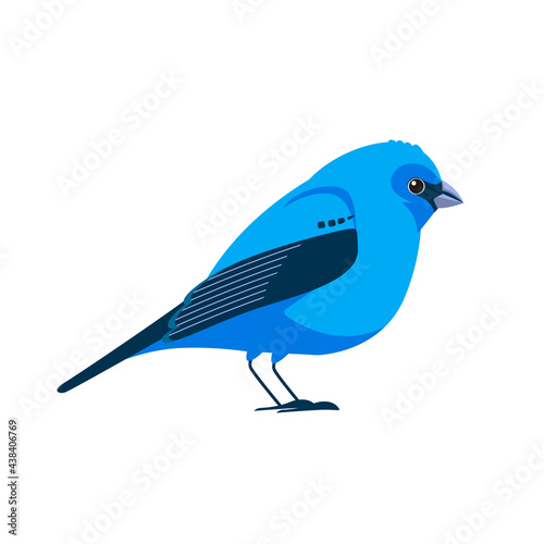 Indigo bunting is a small seed-eating bird in the cardinal family, Cardinalidae. Blue Bird Cartoon flat style beautiful character of ornithology, vector illustration isolated on white