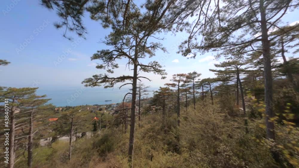 Green pot plant on hotel wooden balcony edge against dense forest and endless blue sea under bright sunlight aerial cinematic view. Close flying between the branches of fir trees on fpv drone Green pot plant on hotel wooden balcony edge against dense forest and endless blue sea under bright sunlight aerial cinematic view. Close flying between the branches of fir trees on fpv drone