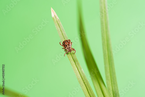 Parasite mite sitting on a green grass. Danger of tick bite.
