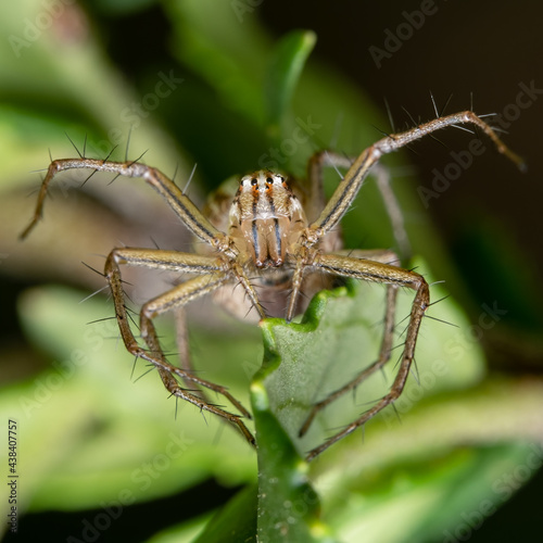 lynx spider on a leaf