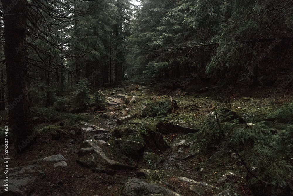 Carpathian forest