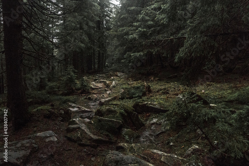 Obraz na płótnie Carpathian forest w salonie