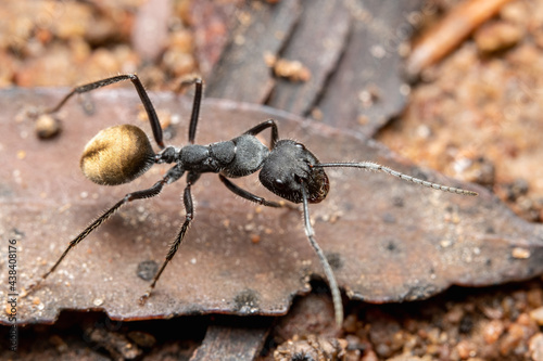 black ant on a leaf © Ash Powell