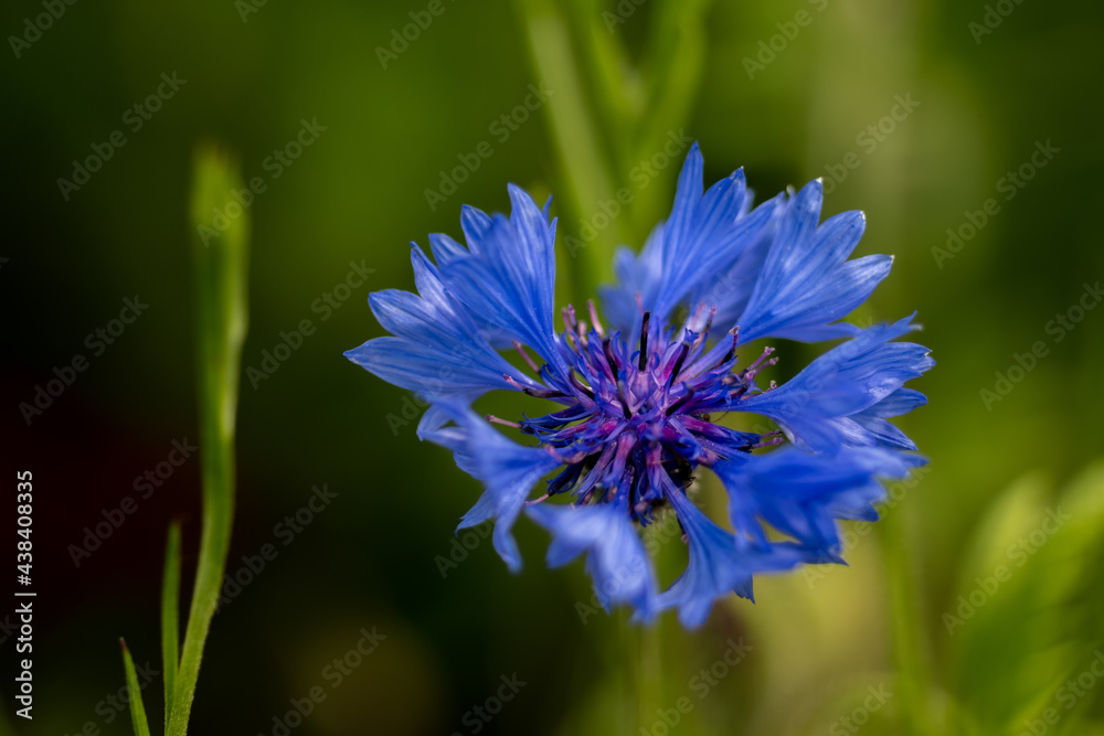close up of blue cornflower outside with a green background close up of blue cornflower outside with a green background