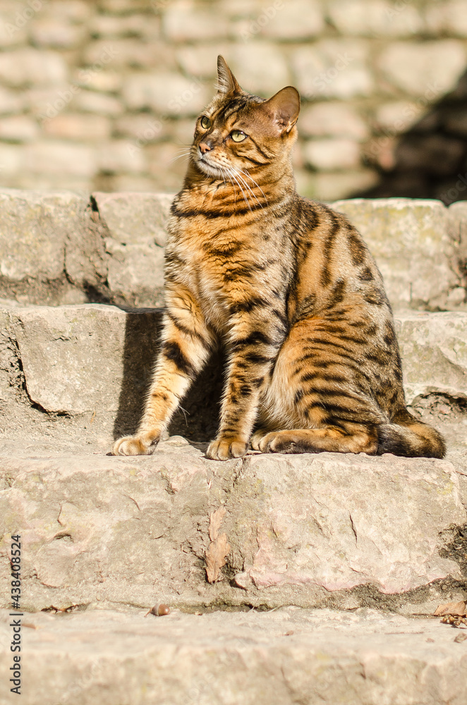 Bengal cat in sunny autumn day. Looks like a leopard. Bengal cat in sunny autumn day. Looks like a leopard.