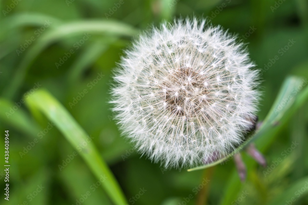 Fototapeta premium White caps of ripe dandelions among the green grass.